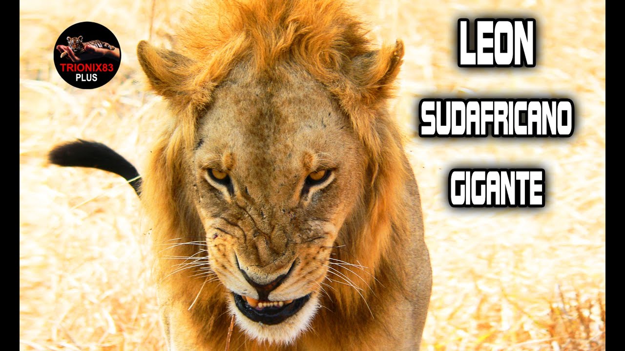 Leon Mas Leones Gigantes – Leon Gigante – Leon mas grande del mundo – LEON ...