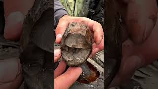 He Cracked a 180 Million Year Old Rock… (@YorkshireFossils)