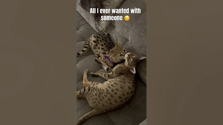 Video 7967441: dog savannah cat, gato savannah, funnycats savannahcat, best cats dogs