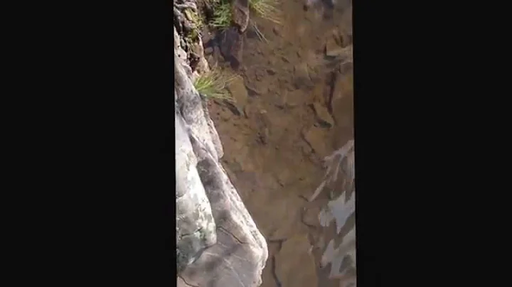 Day Trip to the Forest
