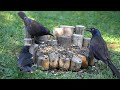 Gathering of Grackles and Friends - 10 Hours - Aug 7, 2021