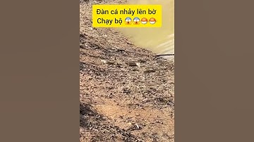 Cận cảnh cá lóc, cá rô, cá trê nhảy lên bờ kiếm mồi #cacconvat #docla #fishing