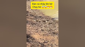 Cận cảnh cá lóc, cá rô, cá trê nhảy lên bờ kiếm mồi #cacconvat #docla #fishing