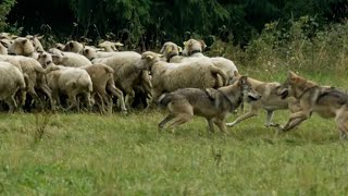 😳 Волки загрызли Овцу, На прогулке с Лахибом