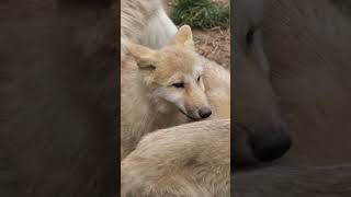 Did You Know? Wolves The Genius Pack Hunters