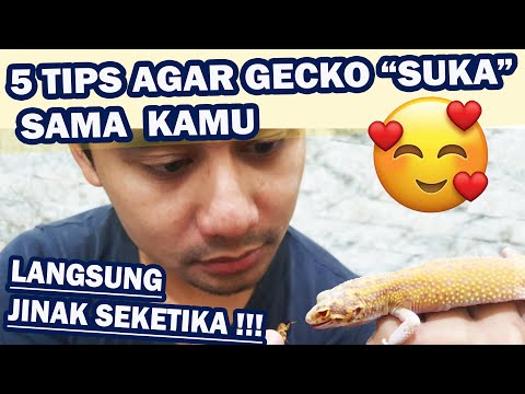 Video: Cara Pilih Gecko Hak untuk Binatang