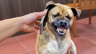 Download Lagu Funny and cute ANIMALS videos part 14 😅 Funniest CATS😺 and DOGS🐶 2026 MP3