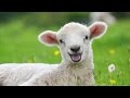 Runner Risks Life To Save Adorable Lamb