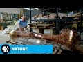 Sauropod Size and Evolution