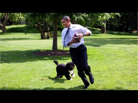 A fluffy farewell to Bo Obama