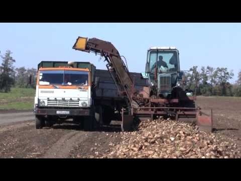 Video: Anbau von Vandalay-Kirschen: Pflege einer Vandalay-Kirschsorte