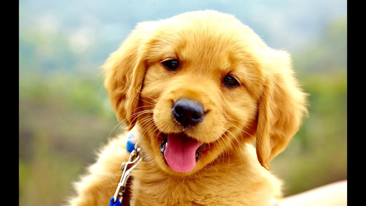 Puppy is a dog. Puppy is a dog. Ханаанская собака щенок. Красивые породы собак. Золотистый ретривер щенок.