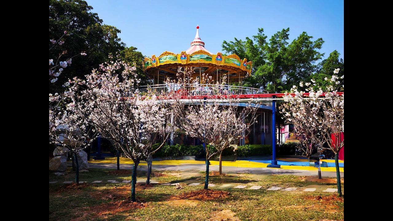 深圳觀瀾櫻花節 2026