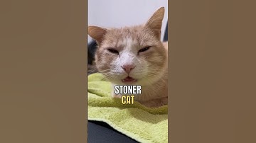 Catnip effects on cats. #cats #catshorts #catfacts #catlover