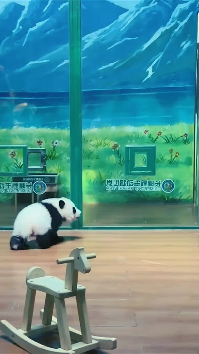 'You Won't Believe How This Panda Escaped Through a Tiny Window!'