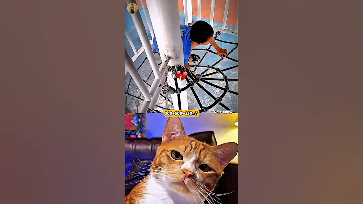 wait for twist 🗿🤯 #cat #meme #dance #trending #tiktok