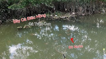 Con Nước Vừa Đứng Lớn Bầy Cá Điêu Hồng Hàng Trăm Con | Kích Cá Miền Tây | Catch Fish
