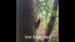 Download Lagu SORA TONGERET MP3