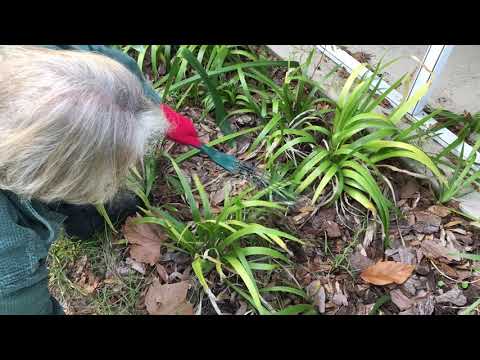Video: Waarvoor word 'n hark gebruik: wenke oor die gebruik van 'n handhark in die tuin