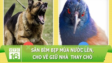 Săn bìm bịp mùa nước lên, cho về giữ nhà  thay chó | VTC16