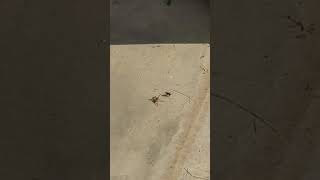 Wasp vs. Wolf spider (part 1) Information