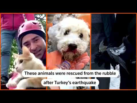 Video: Pet Scoop: Cat Found Alive in Ruins From Italy's Quake, Dog's Barks Salva proprietario anziano