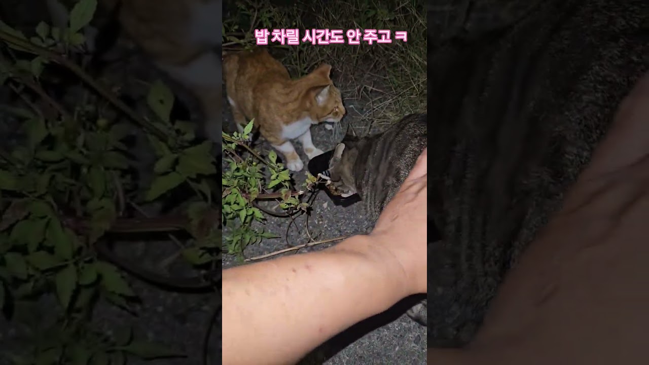 우리 길냥이들 #복순이 #까망이 #퇴근 #부산강서구