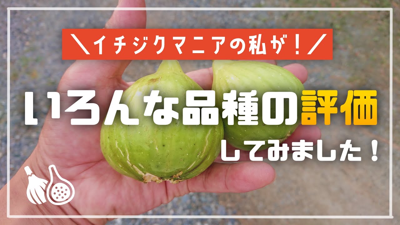 イチジクマニアの私が 色んな品種を評価 してみました Youtube