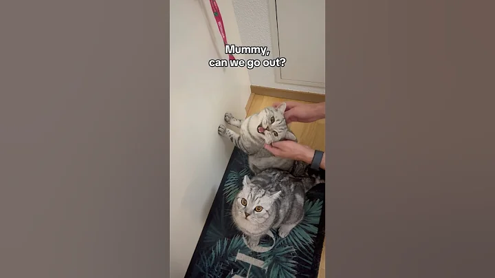 Watch the video about Meow squad🥹🐾#meow #mom #cat #kitten #cats #cute #catvideos #funny #cutecat #cutebaby #summer #lol