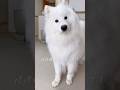 1時間ぶりの再会を待ちわびる大型犬が可愛い #サモエド #samoyed #癒し動画