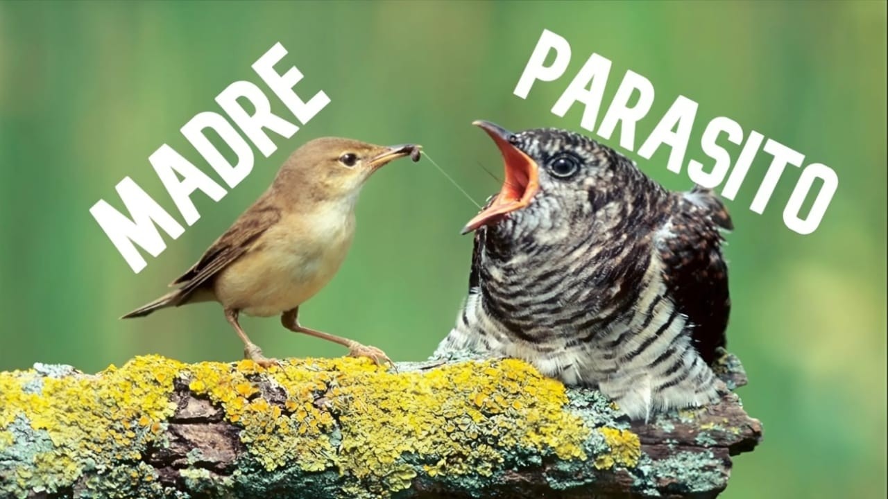 EL PARASITO mas ASQUEROSO del mundo | CUCO