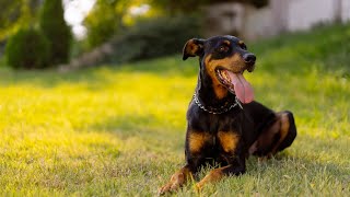 Incorporating Your Doberman into the Halloween Fun Costume Ideas and Safety Tips