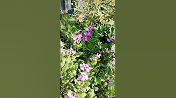 ،، أواخر سورة الزمر بصوت الشيخ ماهر المعيقلي وتلاوه رائعه ،، أسمع وارح قلبك ،،