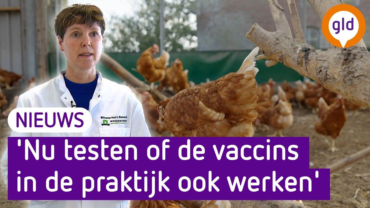 Helpt vaccineren van kippen tegen verspreiding vogelgriep? - YouTube