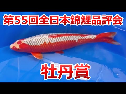 第15 回全日本総合錦鯉品評会ネクタイピン