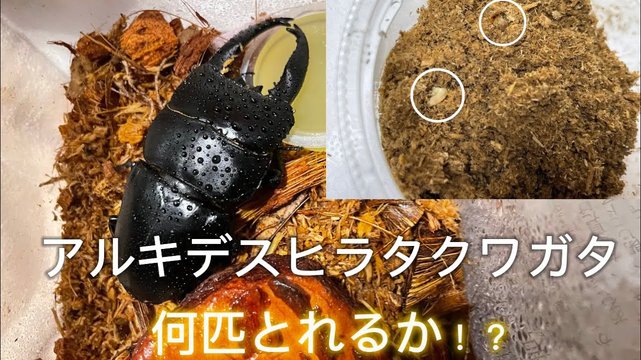 【初投稿】初めてのアルキデスヒラタクワガタの産卵セットを2ヶ月前に組んだから見てみた