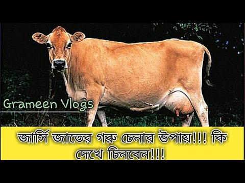 ভিডিও: জার্সি জার্সি কি