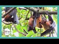 ব রল র কল ব দ ড Flying Fox