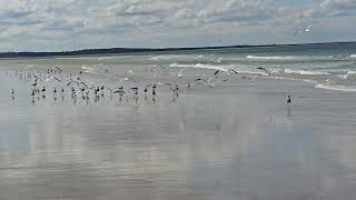Seagulls on My Beach Walk Today!  #Beach #SeaGulls