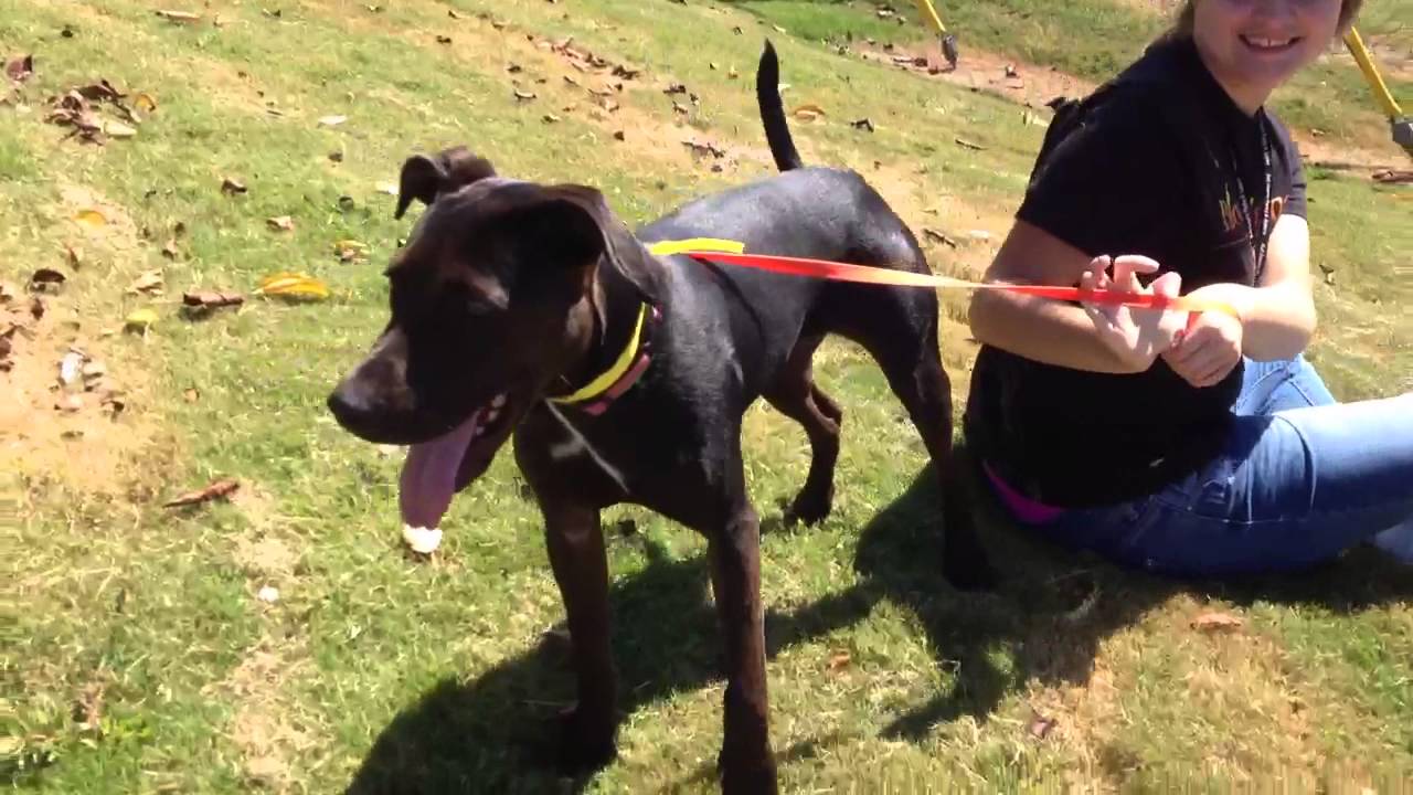 Lab terrier mix for adoption YouTube