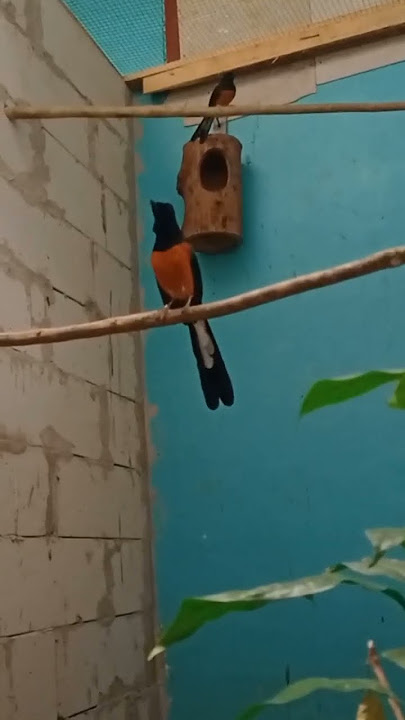 meningkatkan birahi burung murai Bisa bikin gacor