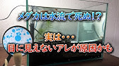 メダカを使った2つの実験 水流 と しま模様の回転 Youtube メダカを使った2つの実験 水流 と しま模様の回転 Youtube