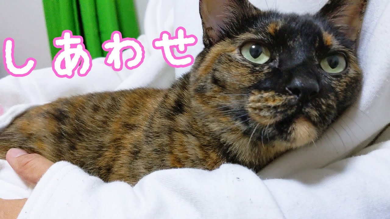 ママが来るとベッタリなサビ猫が可愛い Youtube