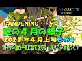 【XYOSSIYのライフチャンネル】2021年庭の様子その4　ブドウ中心にご紹介(巨峰、ネオマスカット、シャインマスカット、涼香、BKシードレス、ヒムロッドシードレス、ナイヤガラ、暖地サクランボ）