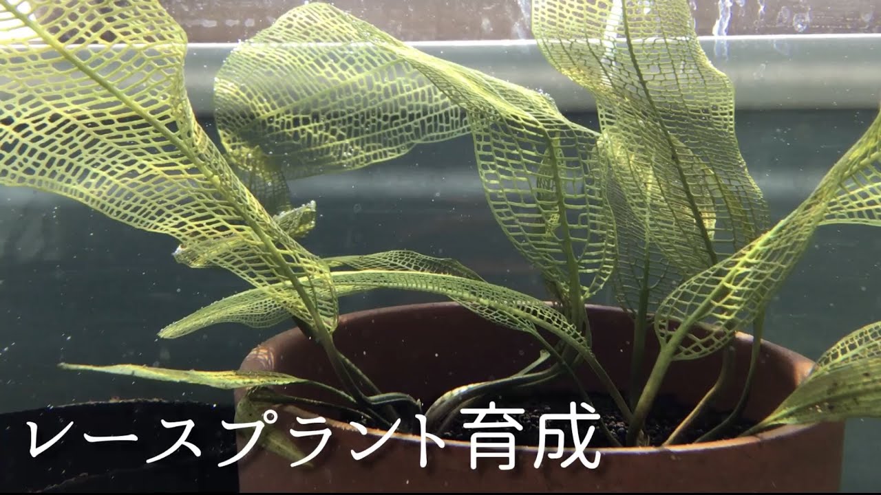 レースプラントの育成 水草 水槽 ネイチャーアクアリウム アポノゲドン
