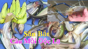 Săn Bắt Tôm Càng Xanh Cá Xác Sọc Cá Dứa Câu Mồi Độc Lạ Miền Tây Sông Nước / Kiềm Rapper