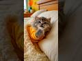 Cat, Do You Have a Girlfriend Too?! 😹🐱💕😳 #cat #catvideos #funny #youtubeshorts #shorts #comedy
