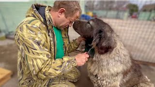 Какая БЛАГОДАРНАЯ кавказская овчарка из Донецка, лечение ИДЁТ ЕЙ НА ПОЛЬЗУ!