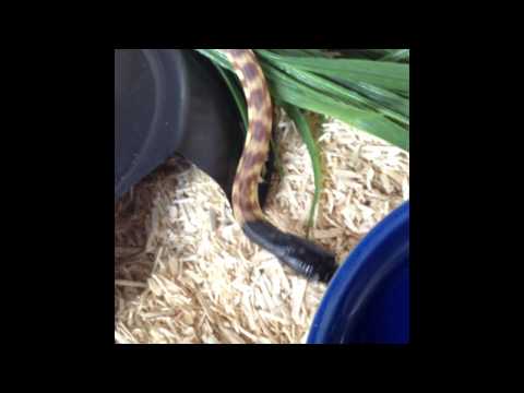 Update On A Few Of The Snakes