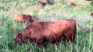 Greg has a handsome 2-year-old South Poll bull looking for a herd of cows to hook up with!